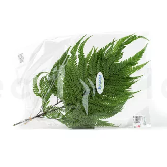Preserved Large Fern UV Resistant (set of 5)
