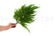 Preserved Large Fern UV Resistant - 5 Stems - Green 4