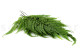 Preserved Large Fern UV Resistant - 5 Stems - Green 6
