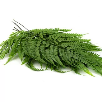 Preserved Large Fern UV Resistant (set of 5)