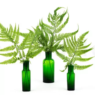 Preserved Large Fern UV Resistant (set of 5)
