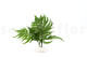 Preserved Large Fern UV Resistant - 5 Stems - Green 5