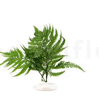 Preserved Large Fern UV Resistant (set of 5)