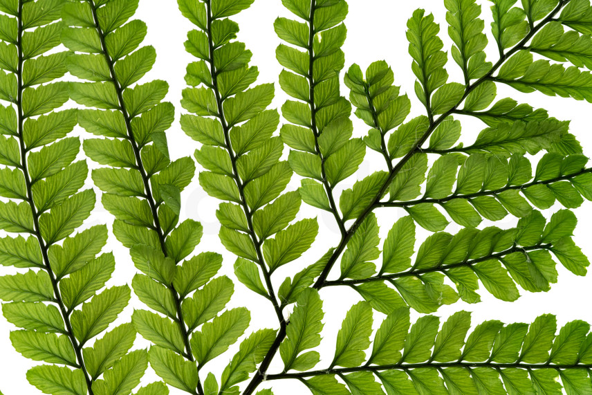 Preserved Large Fern UV Resistant - 5 Stems - Green