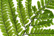 Preserved Large Fern UV Resistant (set of 5) 1
