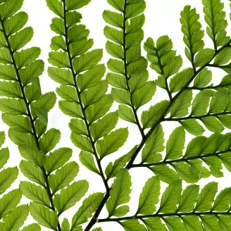 Preserved Large Fern UV Resistant (set of 5)