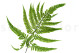 Preserved Large Fern UV Resistant (set of 5) 3