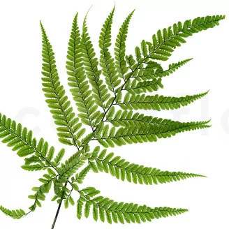 Preserved Large Fern UV Resistant (set of 5)