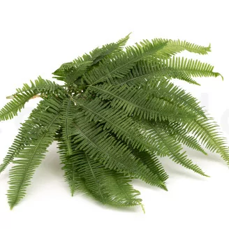 Preserved Mountain Fern UV Resistant