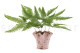Preserved Mountain Fern UV Resistant - Green 4