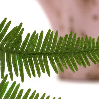 Preserved Mountain Fern UV Resistant