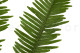 Preserved Mountain Fern UV Resistant - Green 6