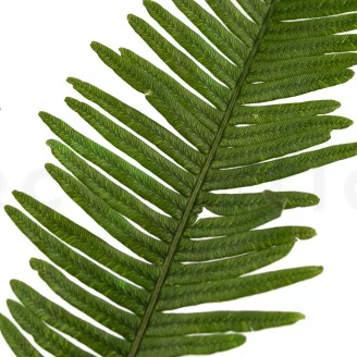 Preserved Mountain Fern UV Resistant