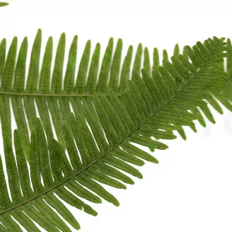 Preserved Mountain Fern UV Resistant