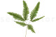 Preserved Mountain Fern UV Resistant - Green 8