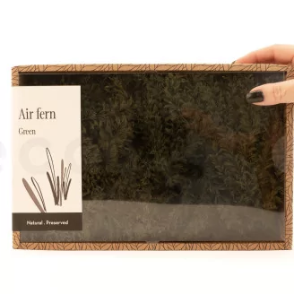 Preserved Air Fern Green (Creabox M)