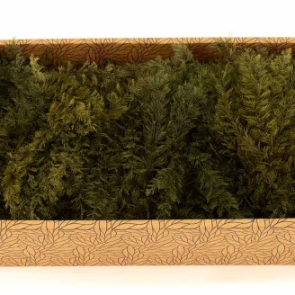 Preserved Air Fern Green (Creabox M)