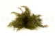 Preserved  Air Fern - Creabox M - Green 3