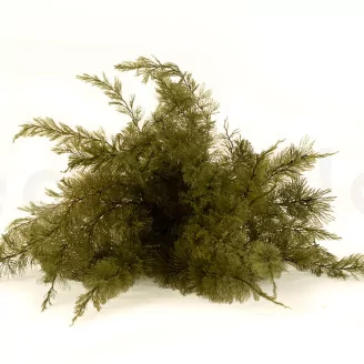 Preserved Air Fern Green (Creabox M)