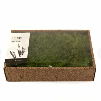 Preserved Air Fern Light Green (Creabox M)