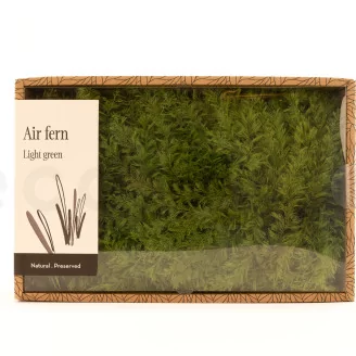 Preserved Air Fern Light Green (Creabox M)