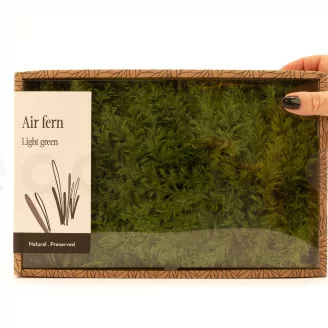 Preserved Air Fern Light Green (Creabox M)