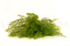 Preserved Air Fern Light Green (Creabox M) 3