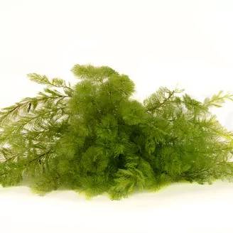 Preserved Air Fern Light Green (Creabox M)