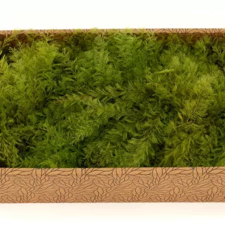 Preserved Air Fern Light Green (Creabox M)
