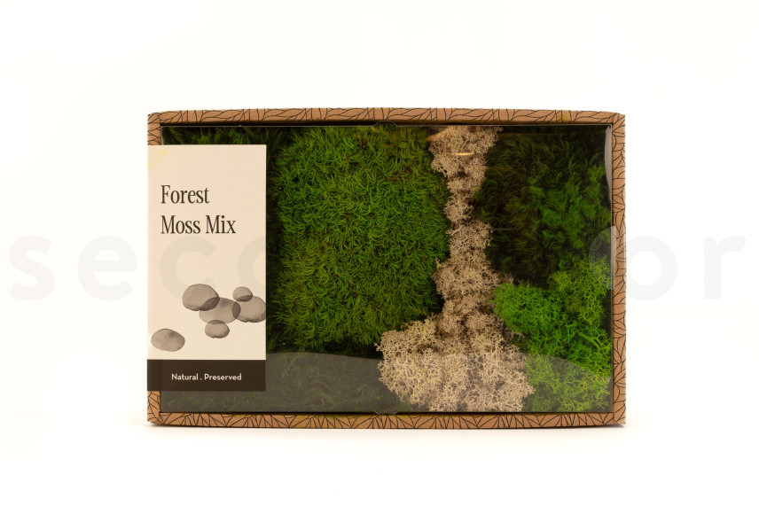 Preserved Moss Mix - Creabox M