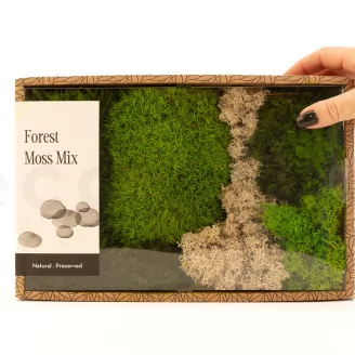 Preserved Moss Mix (Creabox M)