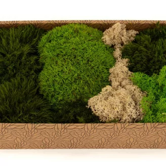 Preserved Moss Mix (Creabox M)