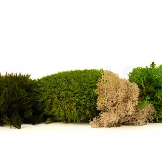 Preserved Moss Mix (Creabox M)