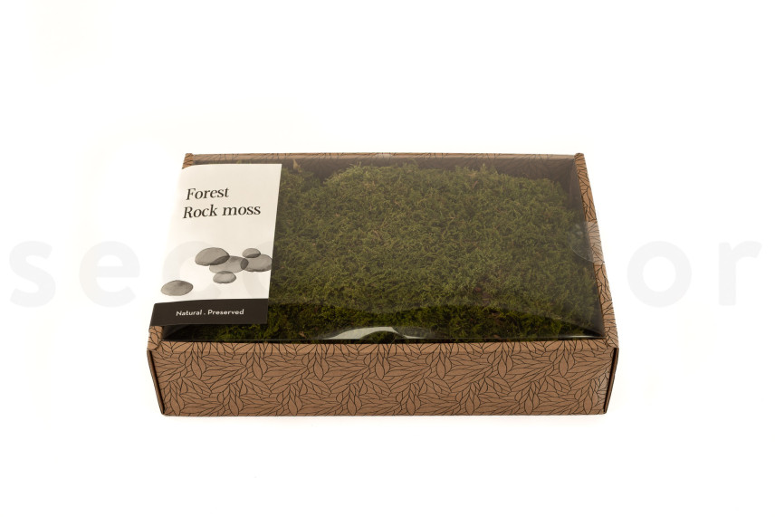 Preserved Rock Moss - Creabox M - Green