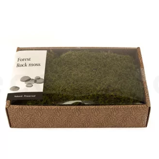 Preserved Rock Moss (Creabox M)