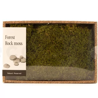Preserved Rock Moss (Creabox M)