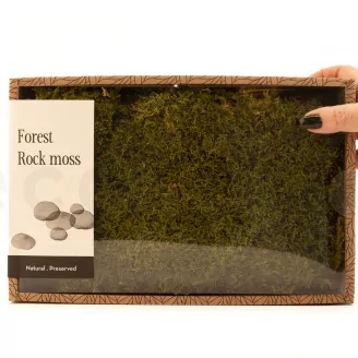 Preserved Rock Moss (Creabox M)