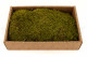 Preserved Rock Moss - Creabox M - Green 3