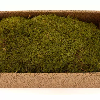 Preserved Rock Moss (Creabox M)
