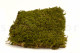 Preserved Rock Moss - Creabox M - Green 2