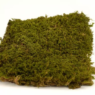 Preserved Rock Moss (Creabox M)