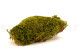 Preserved Hair Moss - Creabox M - Light Green 2