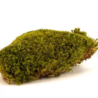 Preserved Hair Moss (Creabox M)