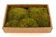 Preserved Hair Moss - Creabox M - Light Green 3