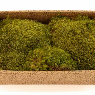 Preserved Hair Moss (Creabox M)
