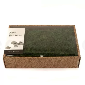 Preserved Fern Moss (Creabox M)