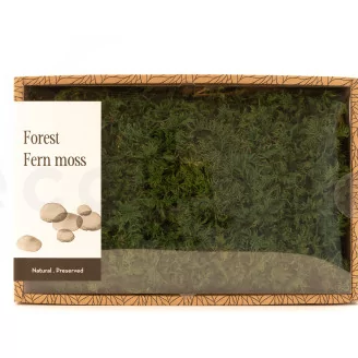 Preserved Fern Moss (Creabox M)