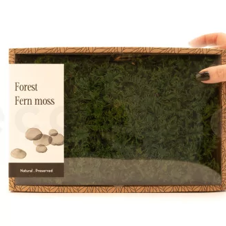 Preserved Fern Moss (Creabox M)