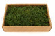 Preserved Fern Moss - Creabox M - Green 3