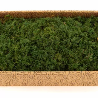 Preserved Fern Moss (Creabox M)